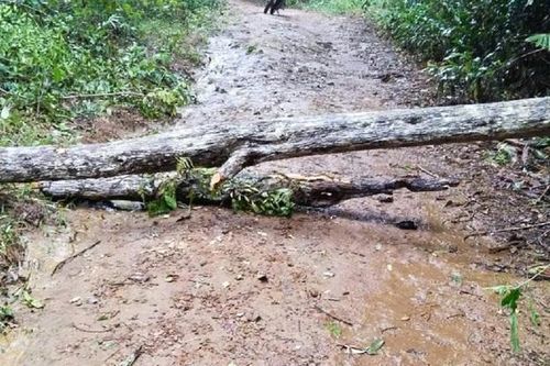Cây rừng bất ngờ gãy đổ làm cháu bé 2 tuổi tử vong