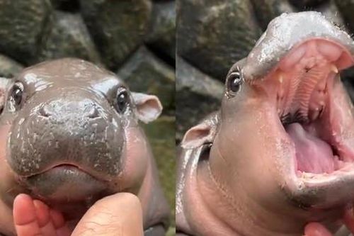 Bé hà mã lùn Moo Deng với biểu cảm 'phẫn nộ' quá đáng yêu gây sốt ở Thái Lan