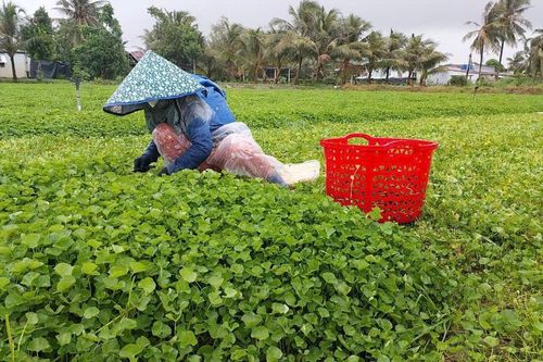 Nỗi đau của người trồng rau má ở Bạc Liêu