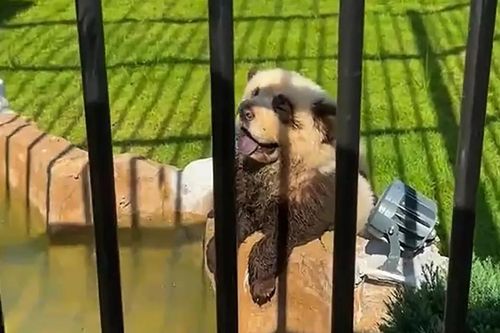 'Gấu trúc' ở sở thú Trung Quốc sủa như chó