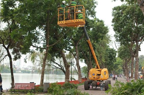 Trăn trở với cây xanh Hà Nội