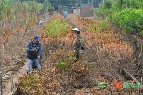 Hà Nội: Người trồng đào, quất cảnh trắng tay sau lũ