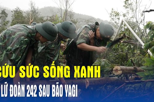 Cứu sức sống xanh ở Lữ đoàn 242 sau bão Yagi
