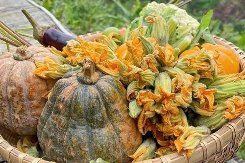 Loại hoa được ví như 'rau toàn năng' giúp kháng viêm, tiêu độc
