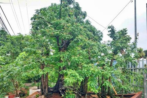 Cây khế 19 thân, khách 'đổ' bao nhiêu tiền cũng không mua được