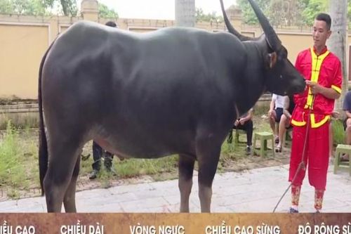 Lễ hội chọi Trâu Đồ Sơn 2024: 'Ông trâu' số 4 dũng mãnh giành vô dịch