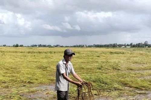 Mưa suốt 20 ngày, nông dân Bạc Liêu mất trắng vì lúa nảy mầm trên ruộng