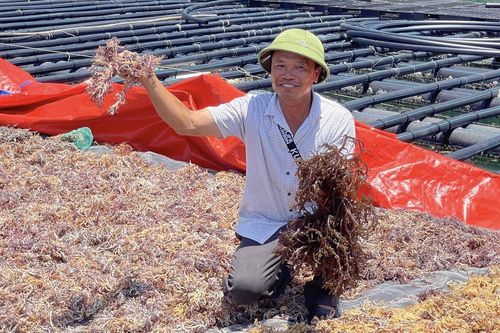 Bão 'cuốn trôi' 2.500 tỷ, nông dân có thể chuyển ngay sang trồng siêu thực phẩm