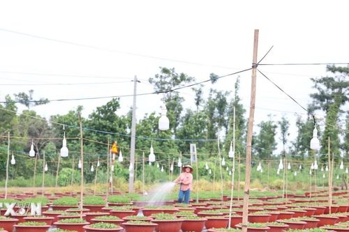Diện tích trồng hoa Tết ở tỉnh Bà Rịa-Vũng Tàu giảm mạnh