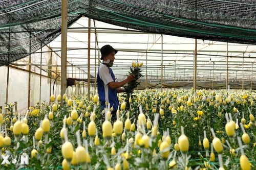 Nhiều hoạt động đặc sắc, hấp dẫn trong Festival Hoa Đà Lạt năm 2024