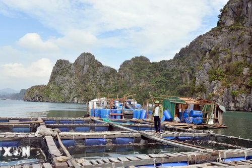 Doanh nghiệp hỗ trợ gần 170 tỷ đồng khôi phục chăn nuôi và thủy sản sau bão