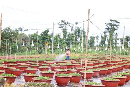 Các làng hoa ở Bà Rịa - Vũng Tàu giảm mạnh diện tích trồng hoa Tết