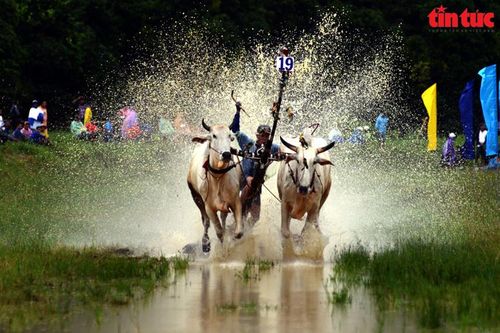 Sôi động Hội đua bò Bảy Núi ở An Giang