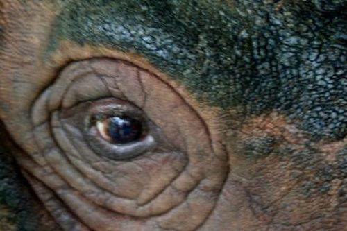 Loài vật quý hiếm bậc nhất hành tinh, cả thế giới còn chưa đến 50 cá thể