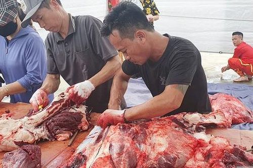 'Hét giá' 2 triệu đồng/kg trâu chọi Đồ Sơn vẫn đắt khách
