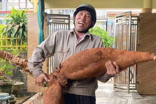 Hà Tĩnh: Người nông dân đào được củ sắn nặng 25kg
