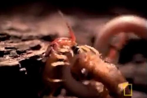 CLIP: Cuộc chiến sinh tử giữa rết khổng lồ và rắn độc