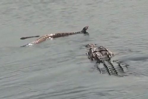 CLIP: Cá sấu 'nuốt chửng' rắn độc khổng lồ, cuộc đối đầu sinh tử trên mặt hồ