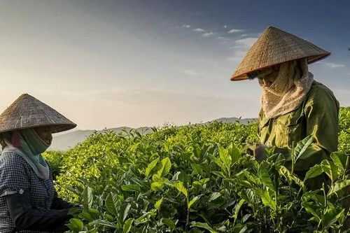 Hỗ trợ bảo vệ thương hiệu chè Tân Cương, giữ gìn danh xưng 'đệ nhất trà'