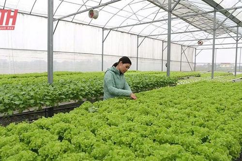 Chủ động biện pháp sản xuất rau an toàn mùa mưa