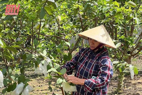 Phát triển cây ăn quả theo hướng tập trung, quy mô lớn, áp dụng khoa học - kỹ thuật