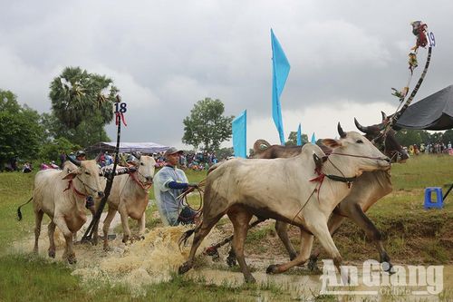 Chuyện của đôi bò số 18