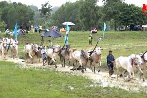 Sôi nổi Hội đua bò truyền thống huyện Tri Tôn lần thứ 18 năm 2024