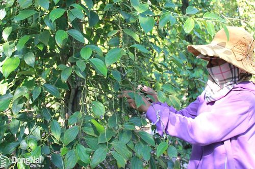 Đồng Nai chọn nông nghiệp hữu cơ là bước đột phá