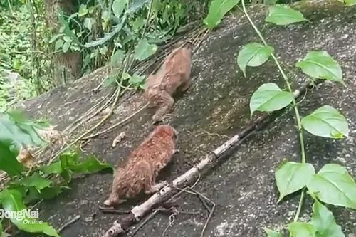 Thả 3 cá thể cu li nhỏ về tự nhiên