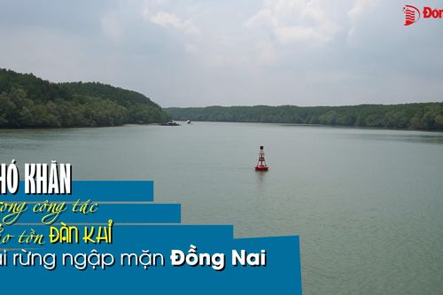 Khó khăn trong công tác bảo tồn đàn khỉ tại rừng ngập mặn Đồng Nai