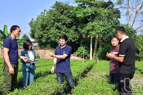 Quản lý nhãn hiệu tập thể - Nâng tầm giá trị 'Chè Thái Nguyên' (bài 3): Làm gì để phát triển nhãn hiệu tập thể 'Chè Thái Nguyên'?