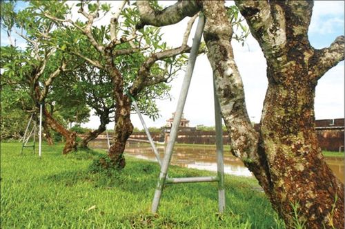 Bảo vệ cây xanh bằng nhiều cách