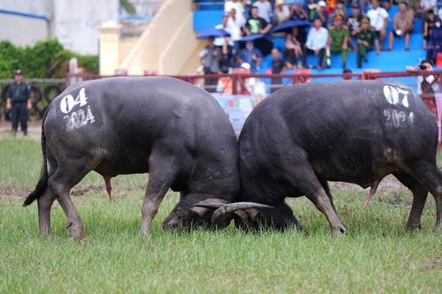 Đặc sắc Lễ hội Chọi trâu truyền thống Đồ Sơn năm 2024