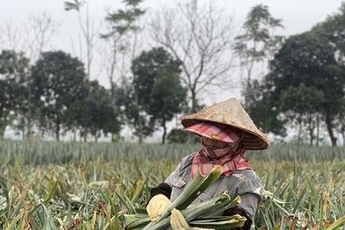 Lần đầu tiên Việt Nam sản xuất thành công tơ, sợi, vải sinh thái từ một loại phế phẩm nông sản