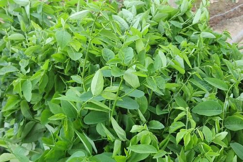 Những người nào nên hạn chế ăn rau ngót?