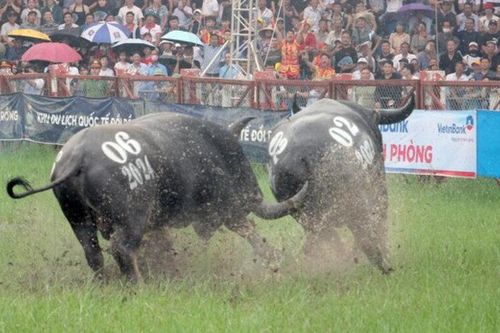 Mãn nhãn những đòn cáng hầu, móc hàm dũng mãnh của các 'ông trâu' Đồ Sơn 2024
