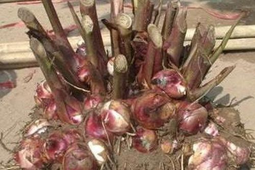 Vì sao nên thêm củ dong riềng đỏ vào chế độ ăn của người bị tim mạch?