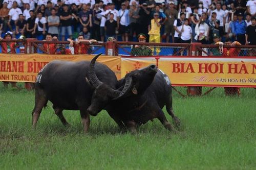 Sau lần tạm hoãn, hội chọi trâu Đồ Sơn năm 2024 có gì khác?