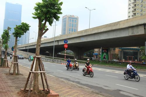 Sớm bổ sung danh mục cây xanh đô thị