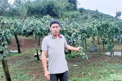 Nhà vườn tại Lâm Đồng bị phá hoại hàng trăm cây mác mác đang thu hoạch