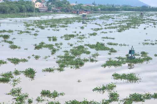 Sau mưa lũ, lục bình 'vây' dòng sông Hộ Độ