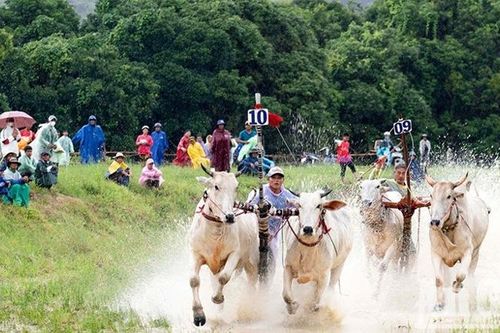 Sôi nổi hội đua bò Bảy Núi ở An Giang