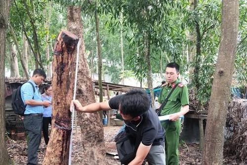 Bắt đối tượng trộm cây gỗ quý tại rừng phòng hộ ở Bà Rịa Vũng Tàu