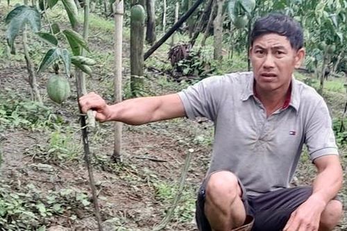 Hơn 300 gốc cây chanh dây đang cho thu hoạch bị kẻ gian cắt đứt ngang thân