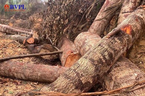 Ngày mai, xét xử đối tượng phá rừng tự nhiên ở Bắc Kạn do Báo Bảo vệ pháp luật đã phản ánh