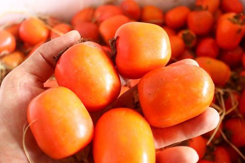Hồng Nam Đàn đầu mùa bán chạy, được giá