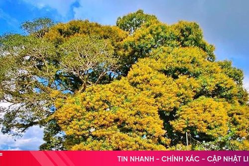 Cây trôi khoảng 800 tuổi ở Hà Tĩnh được công nhận cây di sản Việt Nam