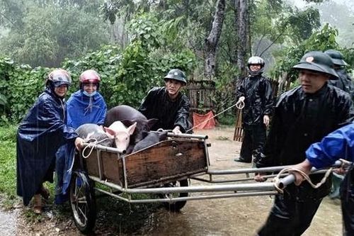 Nghệ An: Mưa lớn gây sạt lở nghiêm trọng, nhiều hộ dân phải di dời