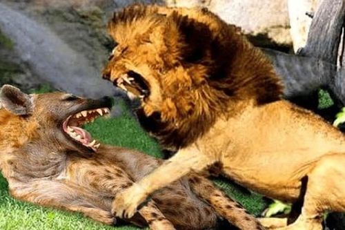 Tại sao các động vật ăn thịt trong tự nhiên không thích ăn thịt lẫn nhau?