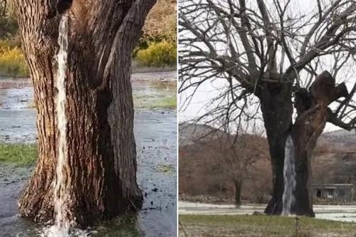 Cây cổ thụ 'thiêng' nhất thế giới: Tự chảy nước như thác từ thân cây, nhiều người đến lấy về uống